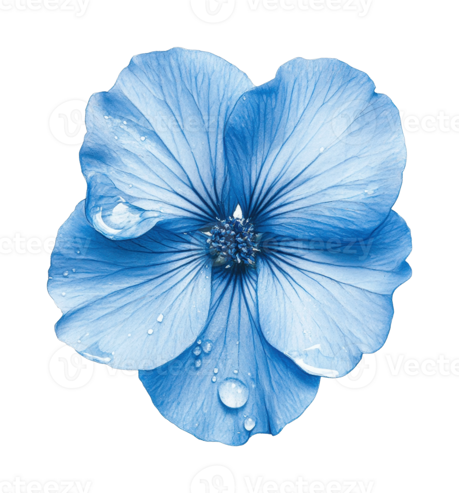 Close-up of blue flower with dew drops and detailed petals png