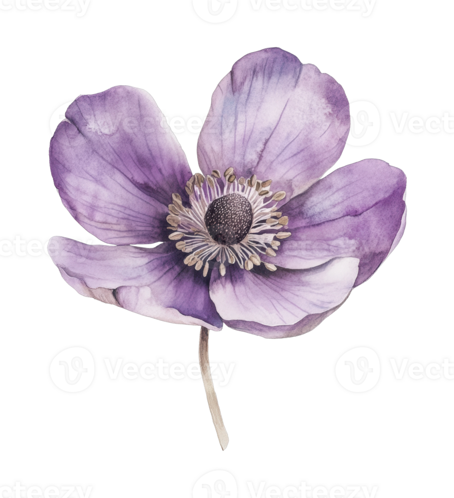 Purple watercolor anemone blossom with delicate petals png