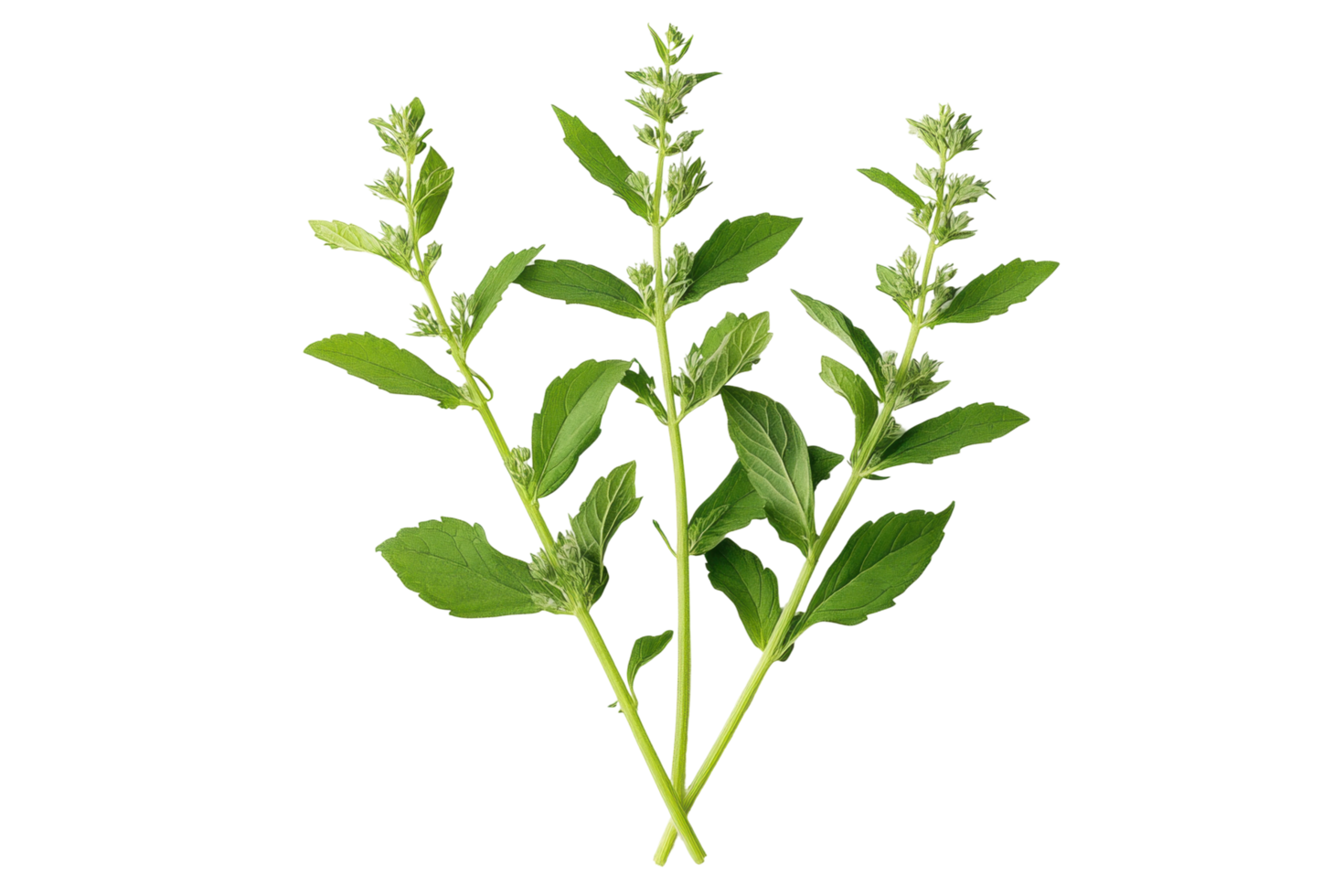 Fresh mint leaves arrangement with lush green stems and vibrant texture png