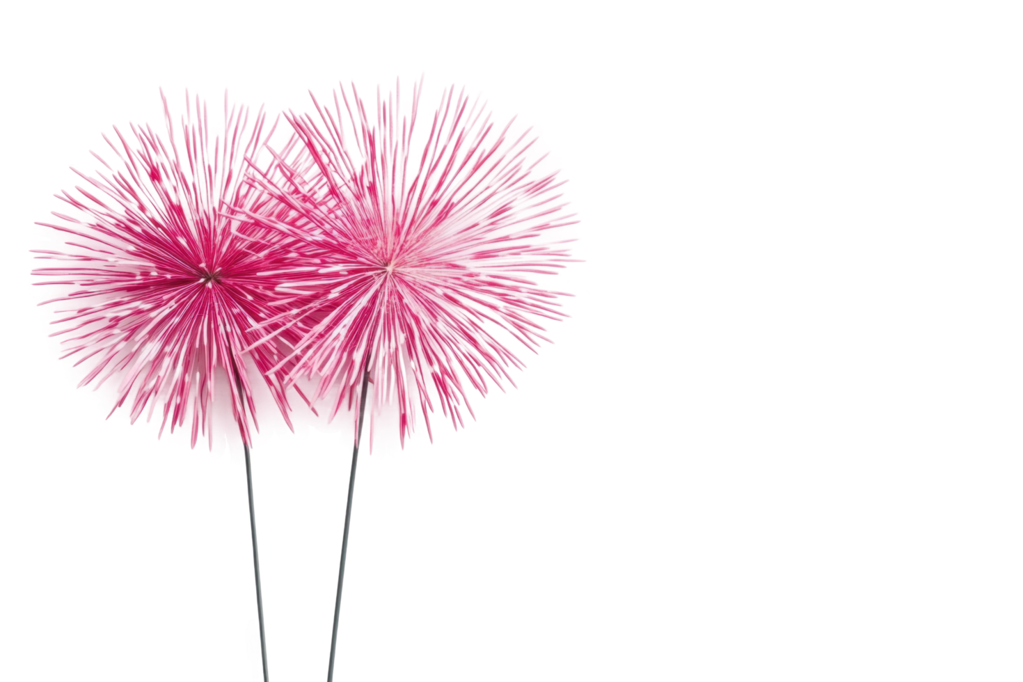 Vibrant pink allium flowers blooming in full view png