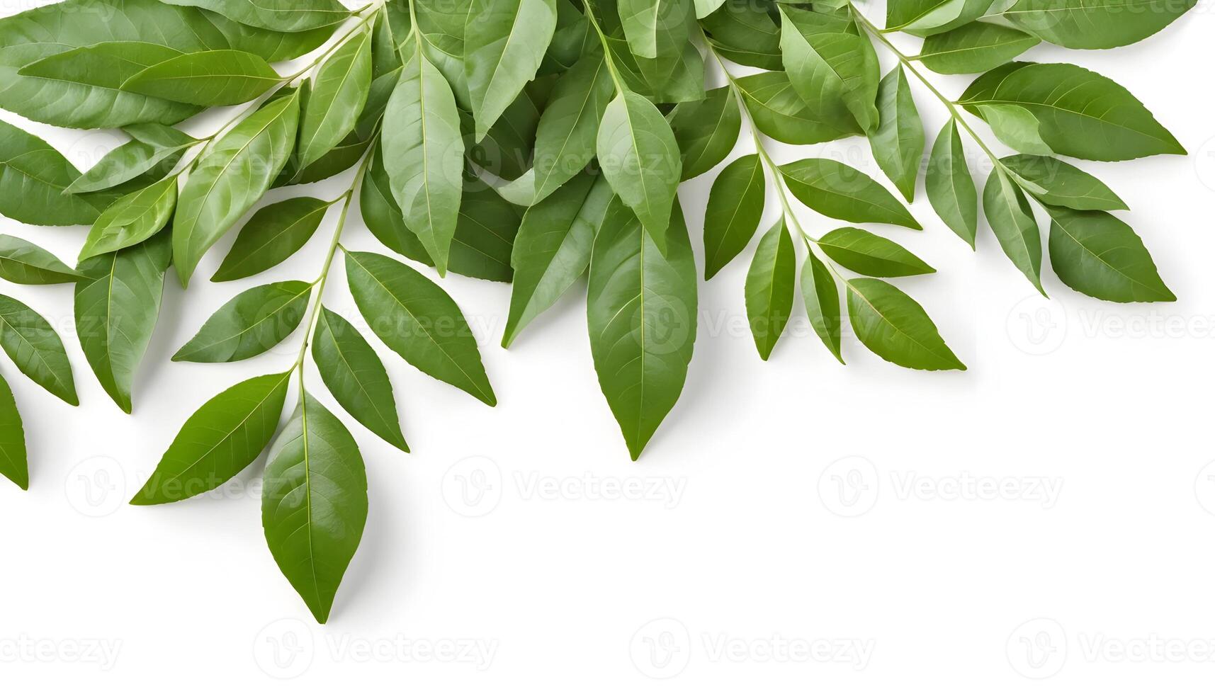 Green Leaves Border with Copy Space on White Background Top View photo