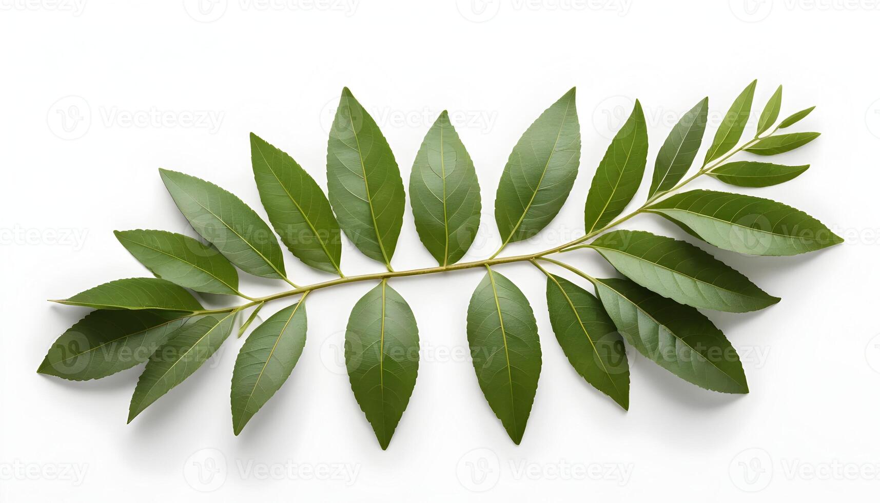 Green Leafy Branch on White Background Showing Growth and Freshness photo