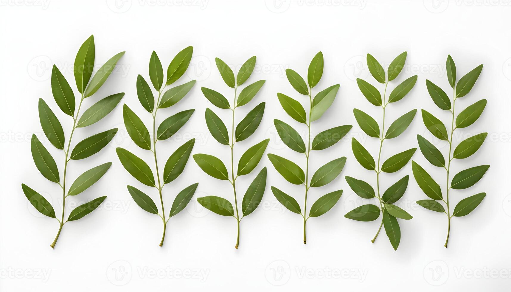 Green Sprigs Arranged on White Background Creating Natural Border Effect photo