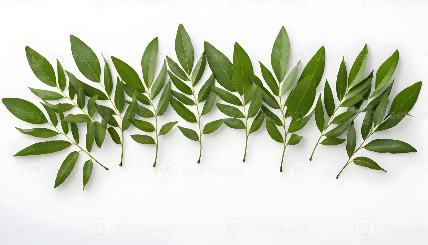 Arrangement of Green Leaves on a White Background for Decoration photo