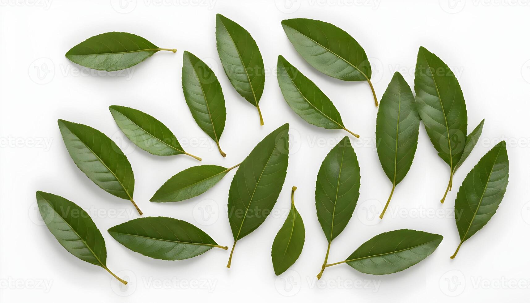 Arrangement of Fresh Green Leaves on White Background for Design photo