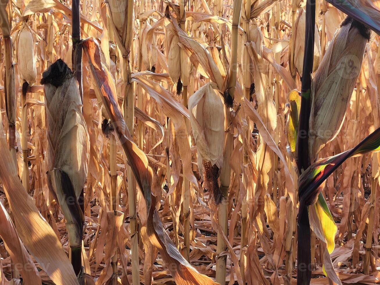 Mature dry corn stalks. Field with dry ripe corn... photo