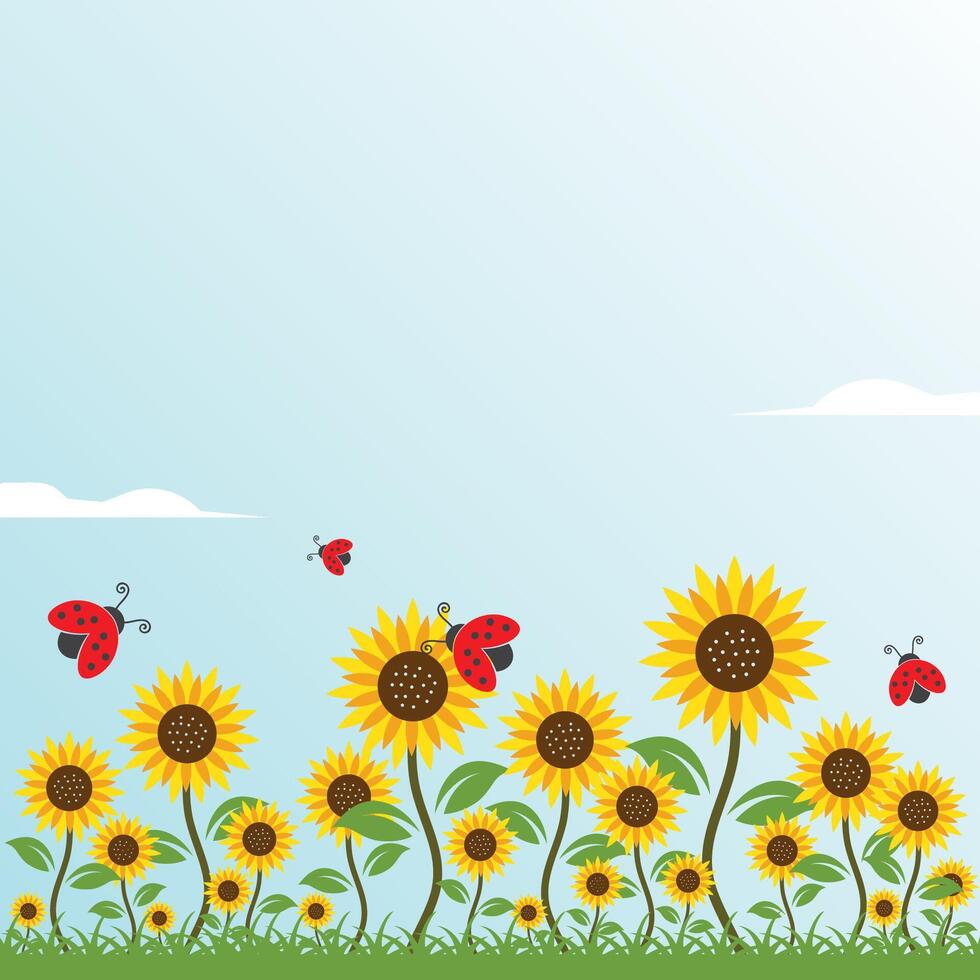 sunflowers background illustration . vector