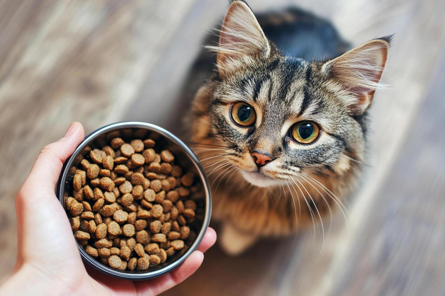 A cat is looking at a bowl of food photo