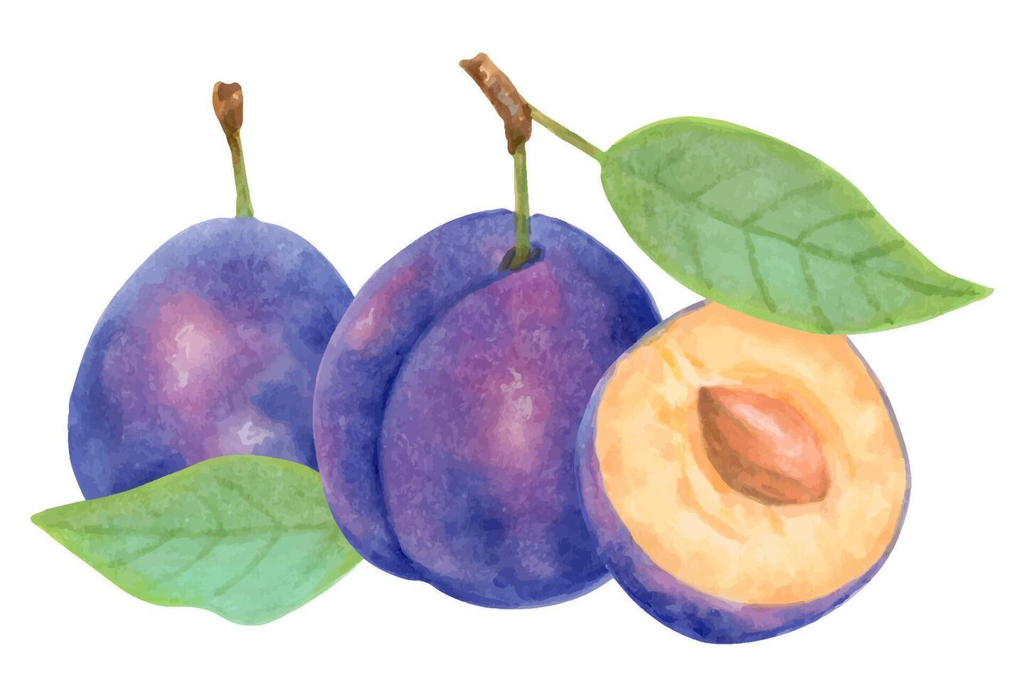 Composition of whole plum and half with leaf. Purple berry. Watercolor and marker illustration. Harvesting, production. Hand drawn isolated art. For kitchen towels or packaging of food, juices vector