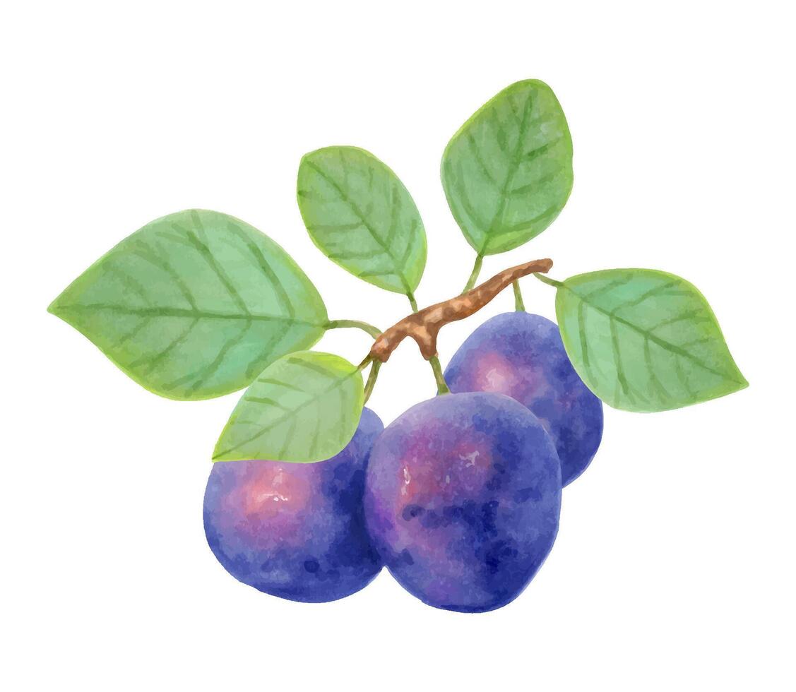 Plum fruit. Realistic branch with whole berries and leaves. Watercolor and markers illustration. Hand drawn isolated art. Botanical plant painting for food or juice packaging design. Culinary menu vector