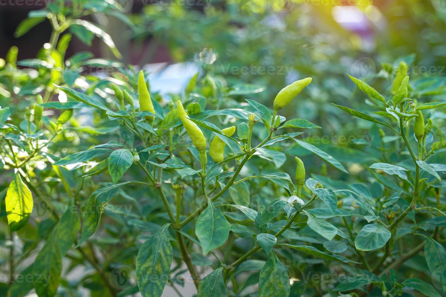 Chili bushes in the vegetable garden yield full yields.soft and selective focus. photo