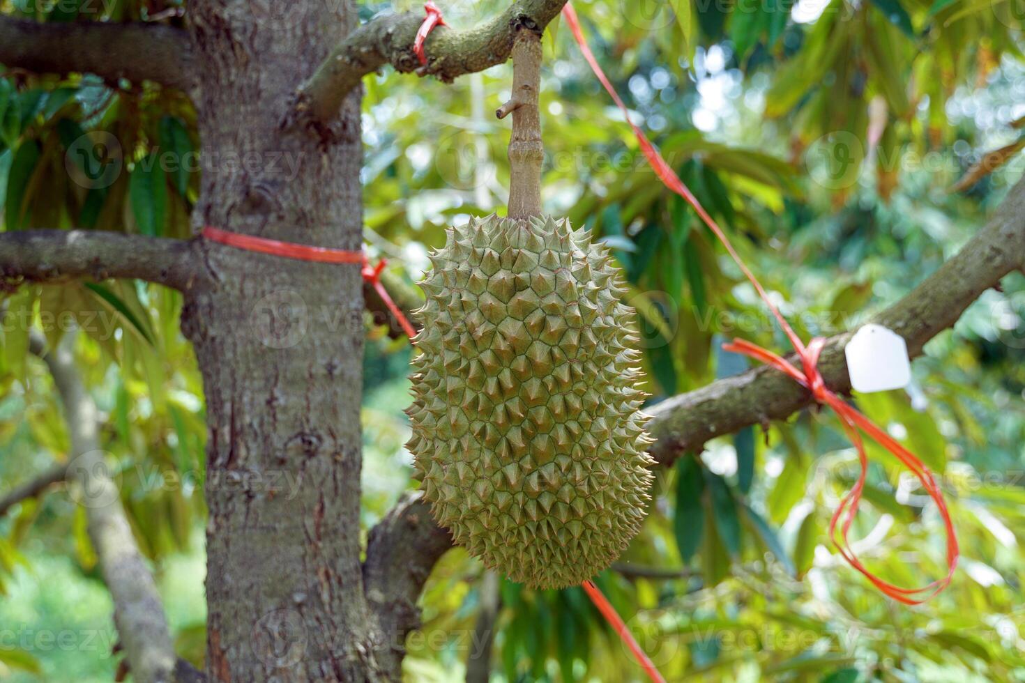 durian on the tree is the king of fruits. The skin is thick and hard with sharp thorns. photo