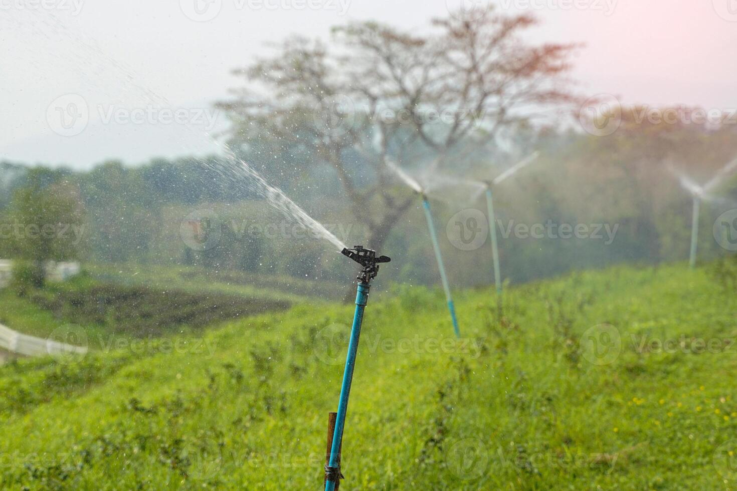 The sprinkler is working to water the plants in the garden. Soft and selective focus. photo