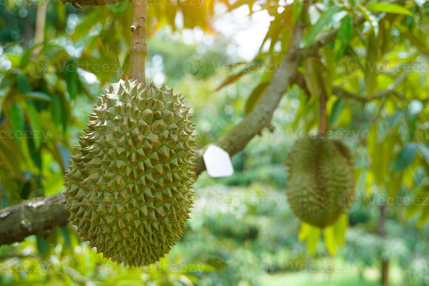 durians on the tree is the king of fruits. The skin is thick and hard with sharp thorns. The yellow flesh is separated into lobes. with brown seeds inside the meat have a unique smell sweet taste photo