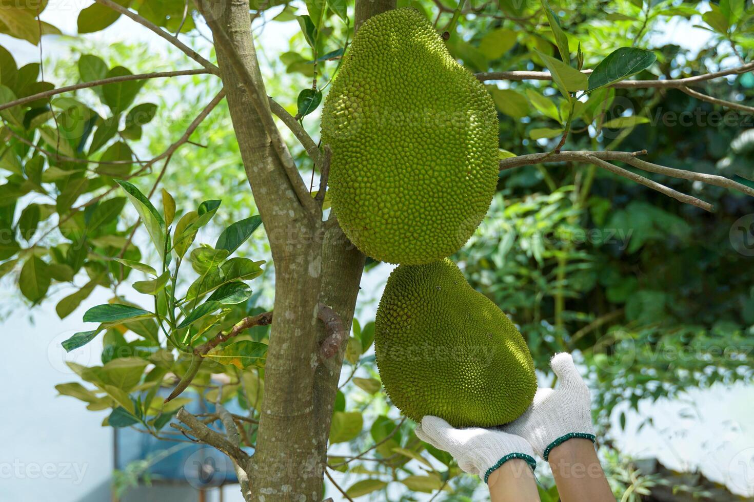 Hand holding Jackfruit in hands, it is a perennial plant. The trunk and branches when wounded have thick white latex. The fruit is a large sum, unripe fruit, green rind, blunt thorns. photo