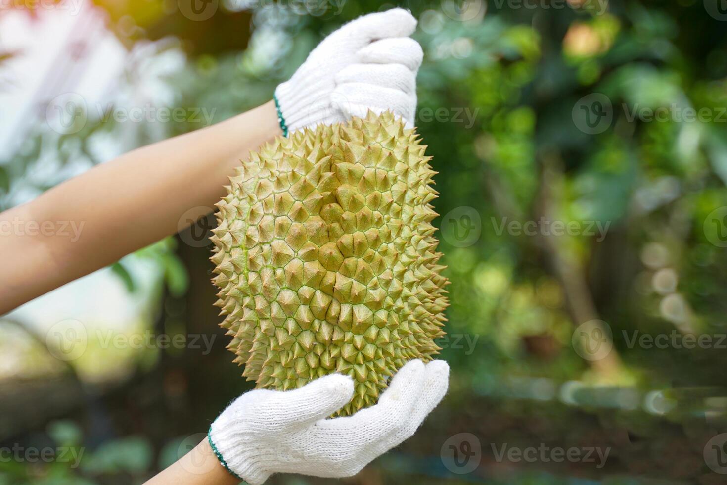 Both hands wearing white gloves hold durian fruit on a green background of trees. The skin is hard with thorns, the flesh is yellow and has a sweet, oily. photo