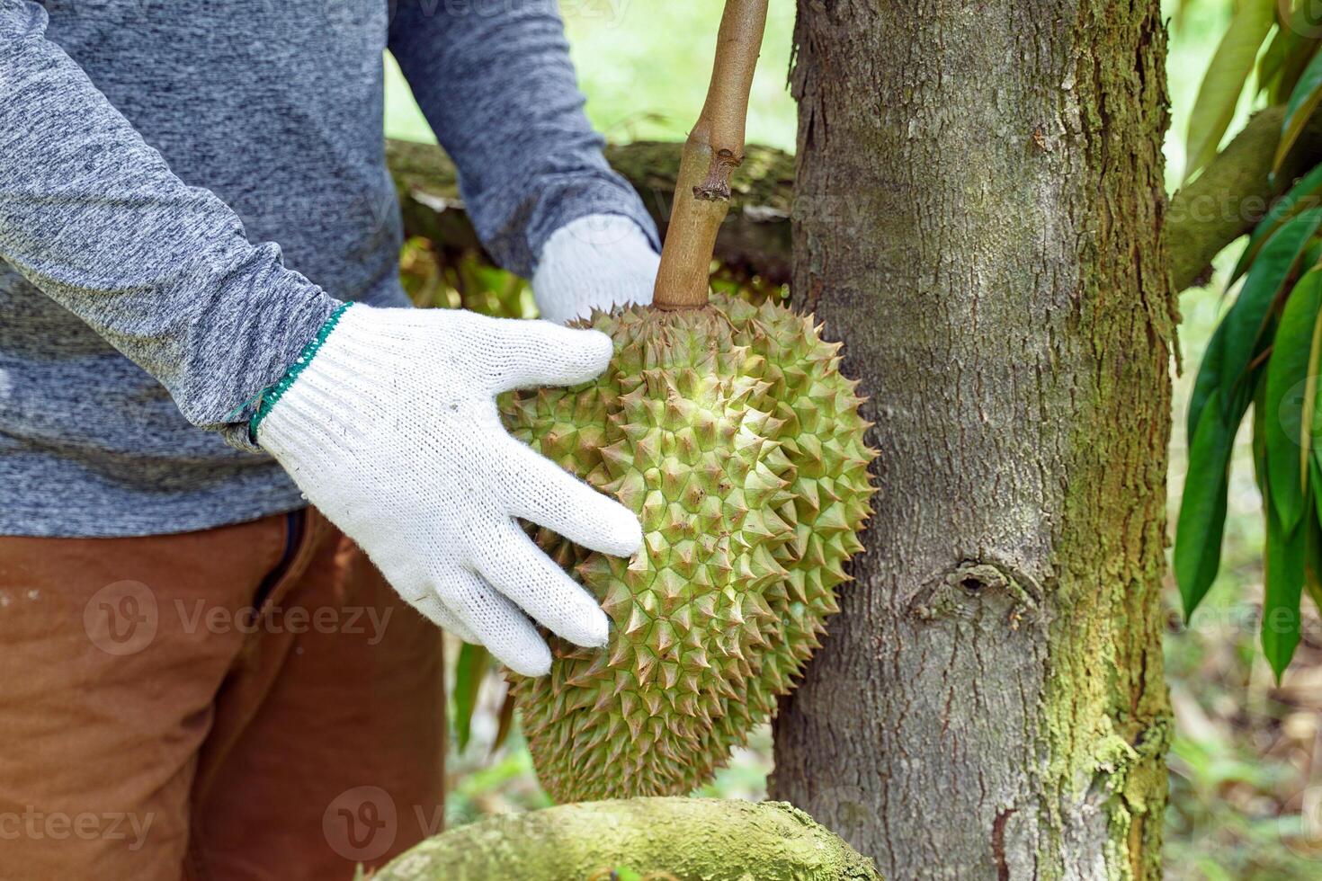 hand holding durian on the tree is the king of fruits. The skin is thick and hard with sharp thorns. The yellow flesh is separated into lobes. with brown seeds inside photo