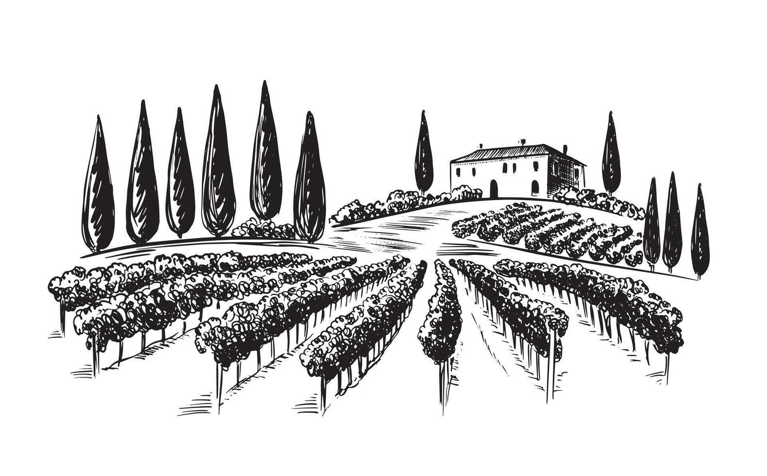 Vineyard landscape, hand drawn vector