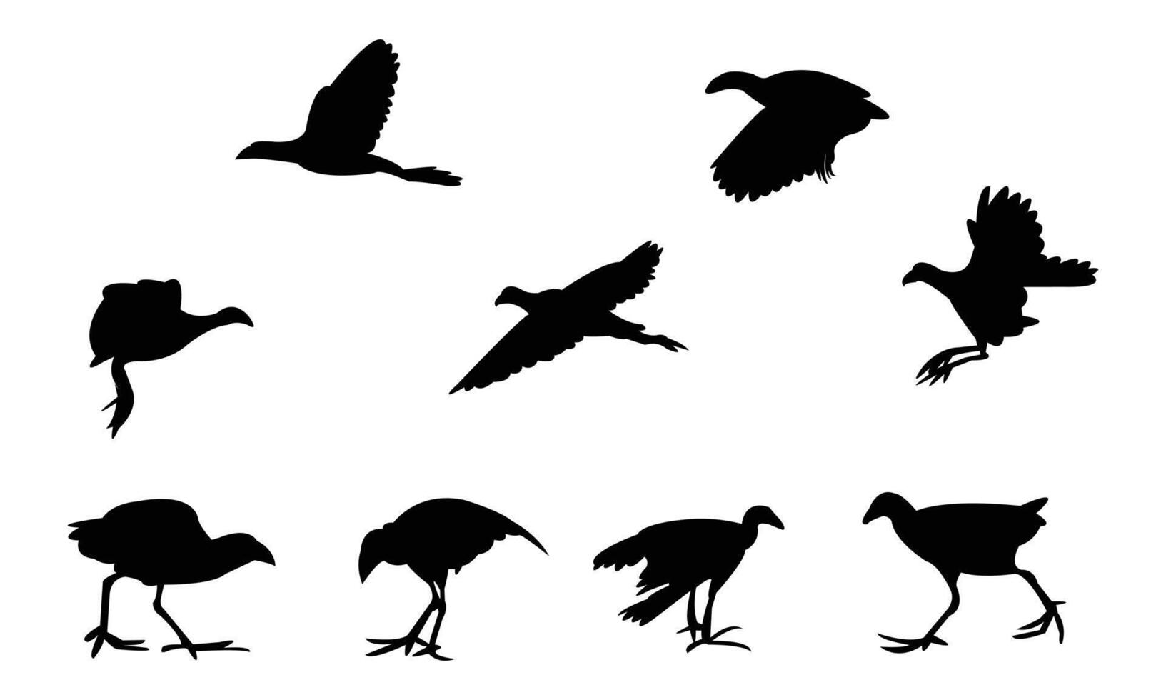 African swamphen bird Silhouette Collection vector