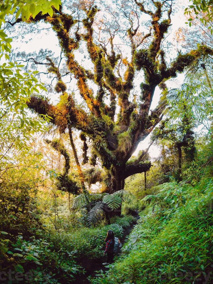 Tropical forest with high trees and hiker woman on path on Abang mountain photo