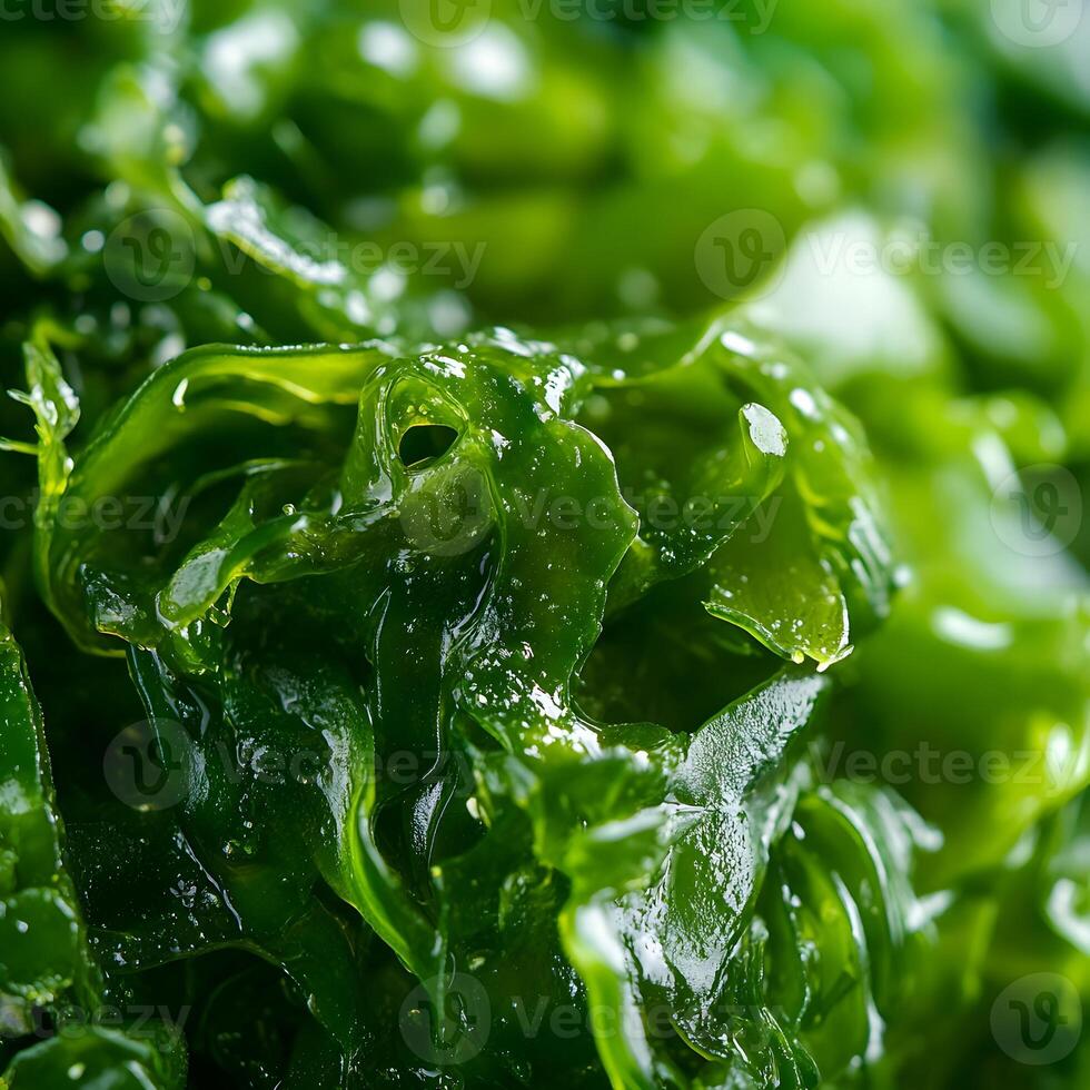 Macro close up view of green seaweed salad. Super Macro shoot of salad. Minimalistic concept. Healthy eating concept. Seaweed salad. photo