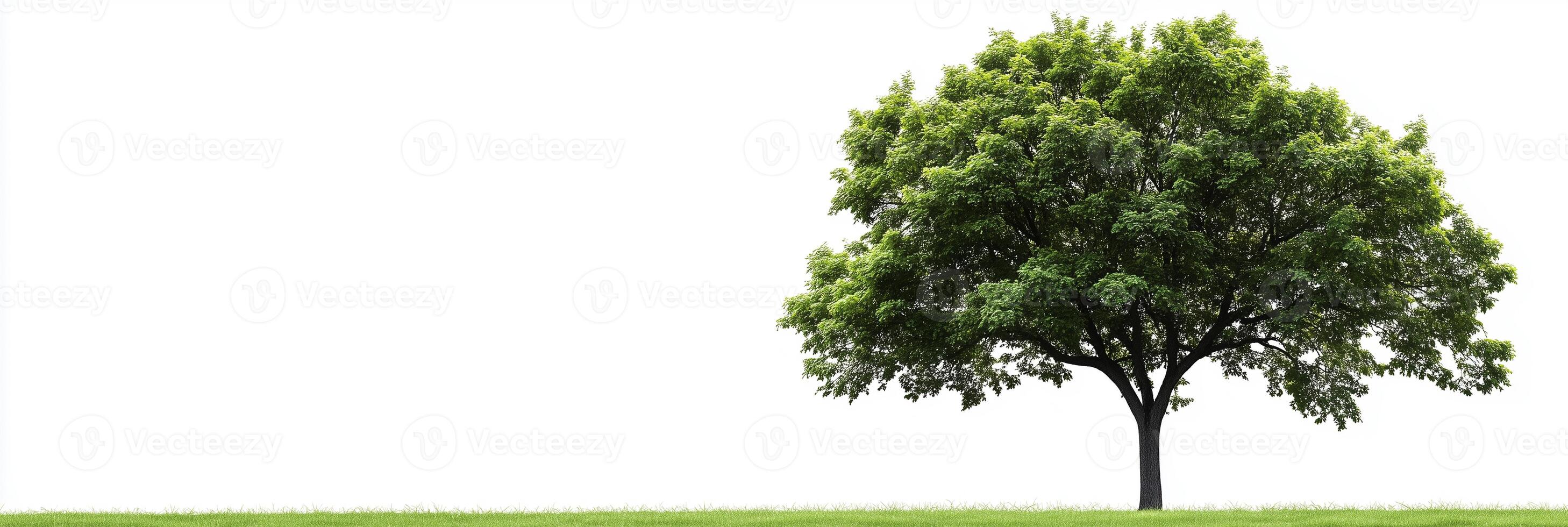 Photorealistic Silver Maple with copy space, Silver Maple plant setting, isolated on white plant photo