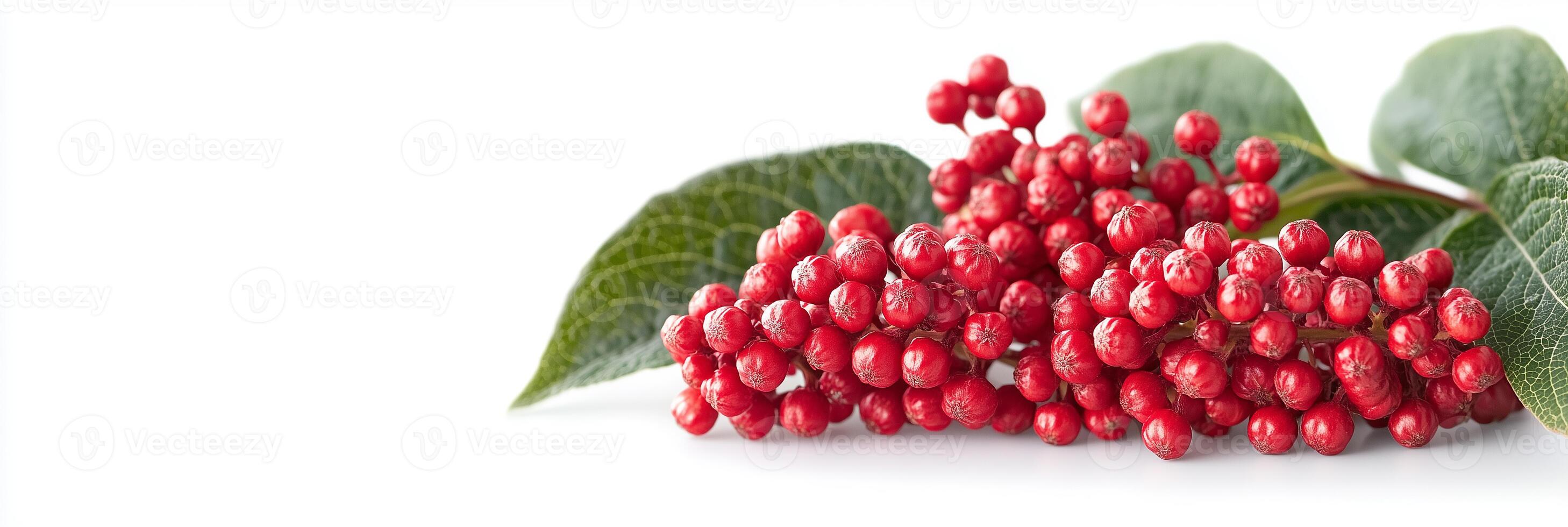 Photorealistic Viburnum with copy space, Viburnum plant setting, isolated on white flower photo