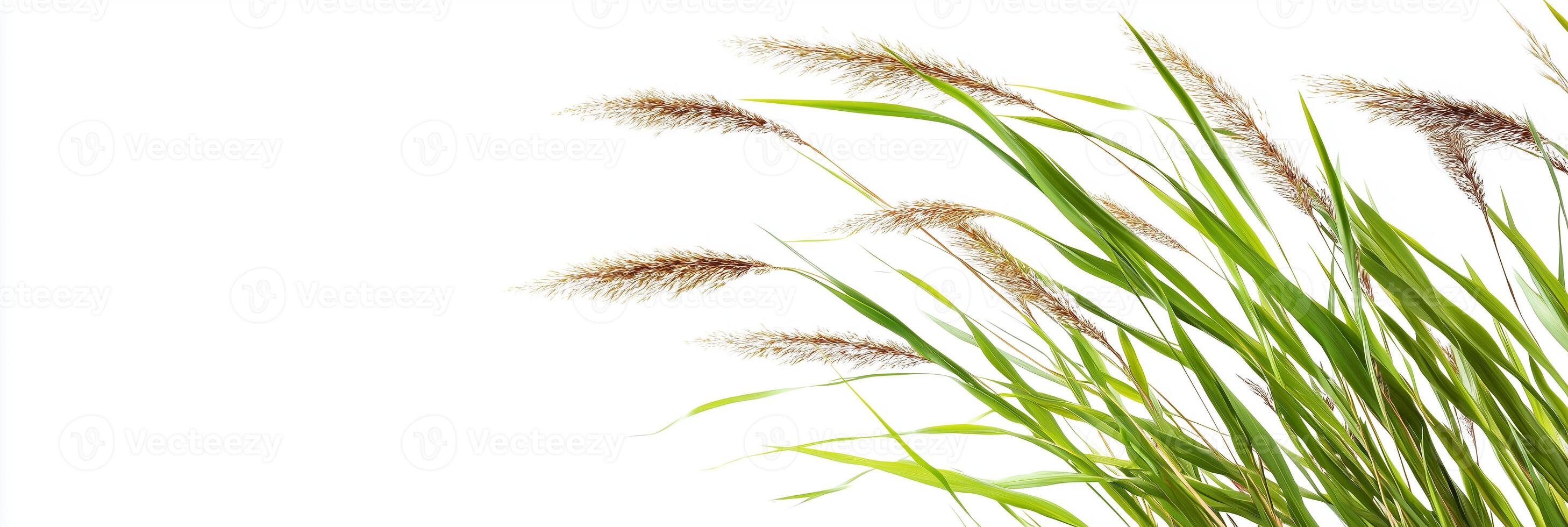 Cymbopogon with copy space, photorealistic Cymbopogon plant, isolated on white photo