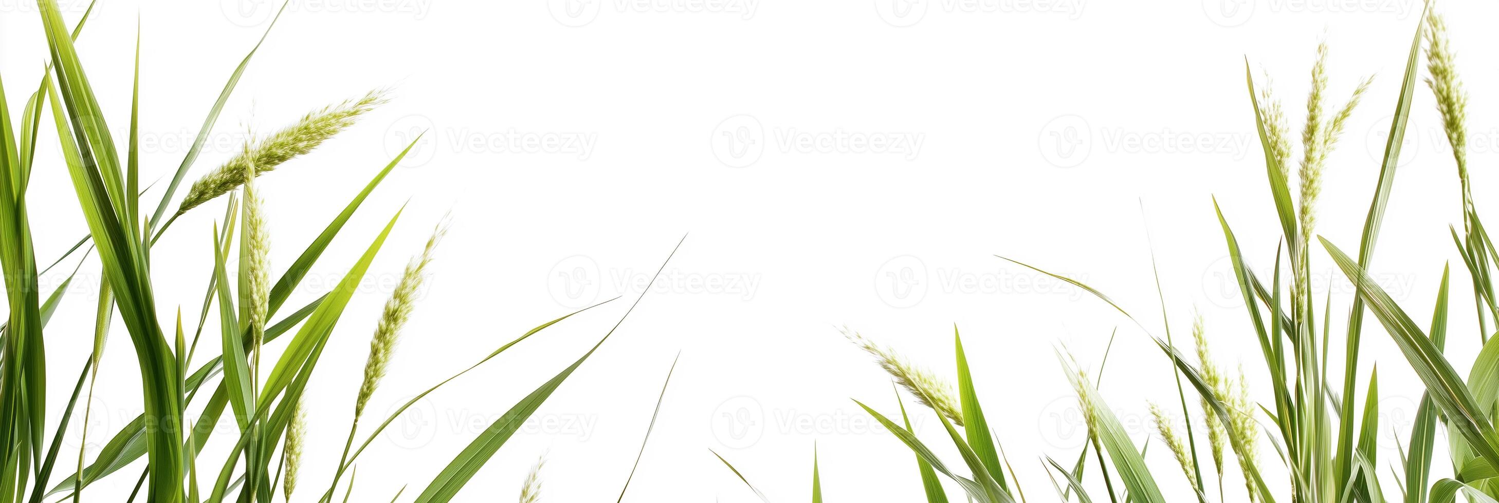 Photorealistic Cymbopogon with copy space, Cymbopogon plant setting, isolated on white plant photo