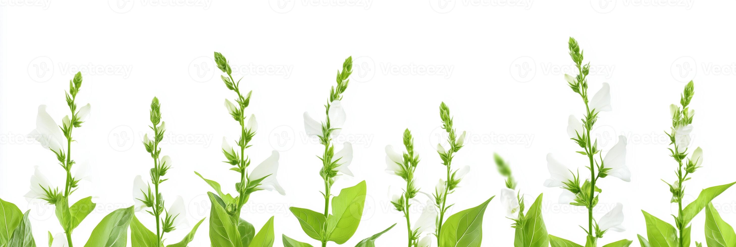 Photorealistic Digitalis with copy space, Digitalis flower setting, isolated on white flower photo