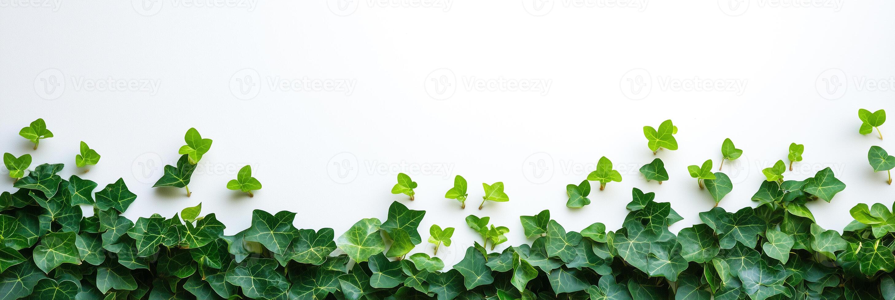 Photorealistic English Ivy, copy space plant, isolated on white English Ivy photo