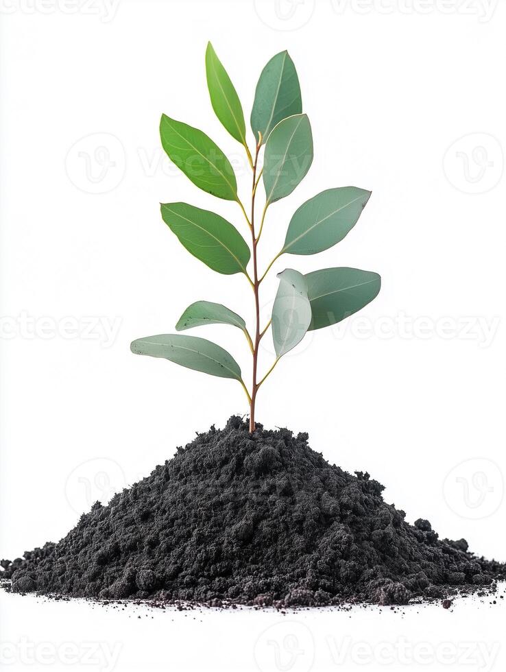 Photorealistic Eucalyptus with soil, Eucalyptus plant copy space, isolated on white plant photo