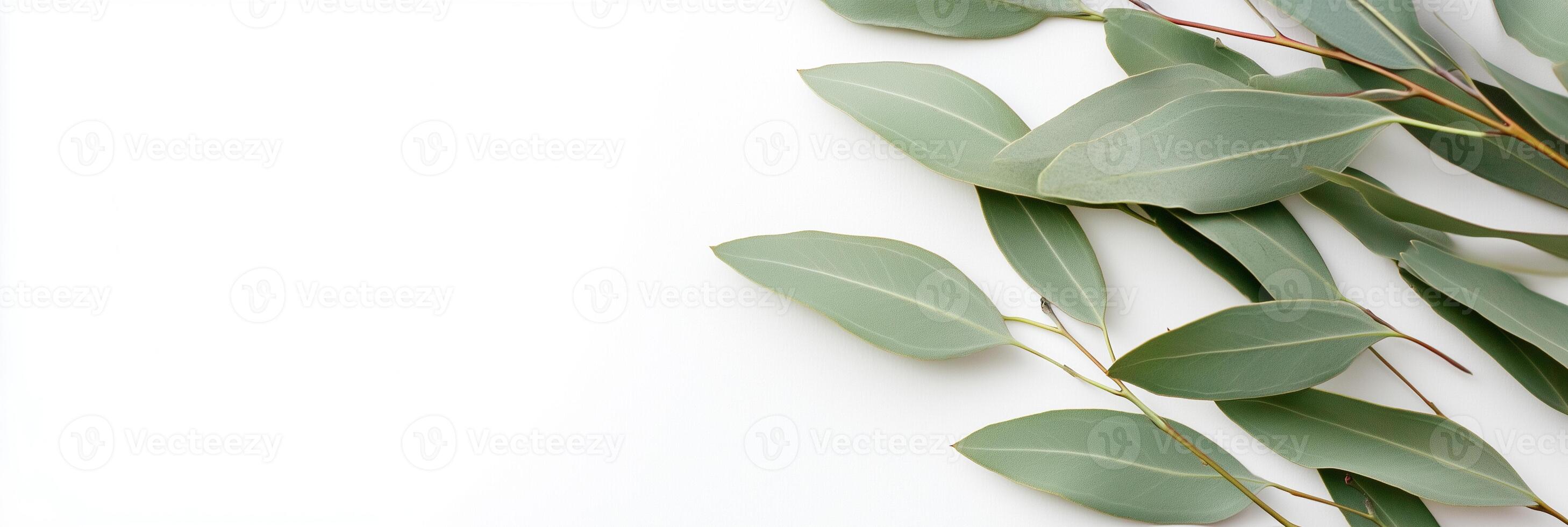 Eucalyptus species with white space, photorealistic Eucalyptus species plant, isolated on white Eucalyptus species photo