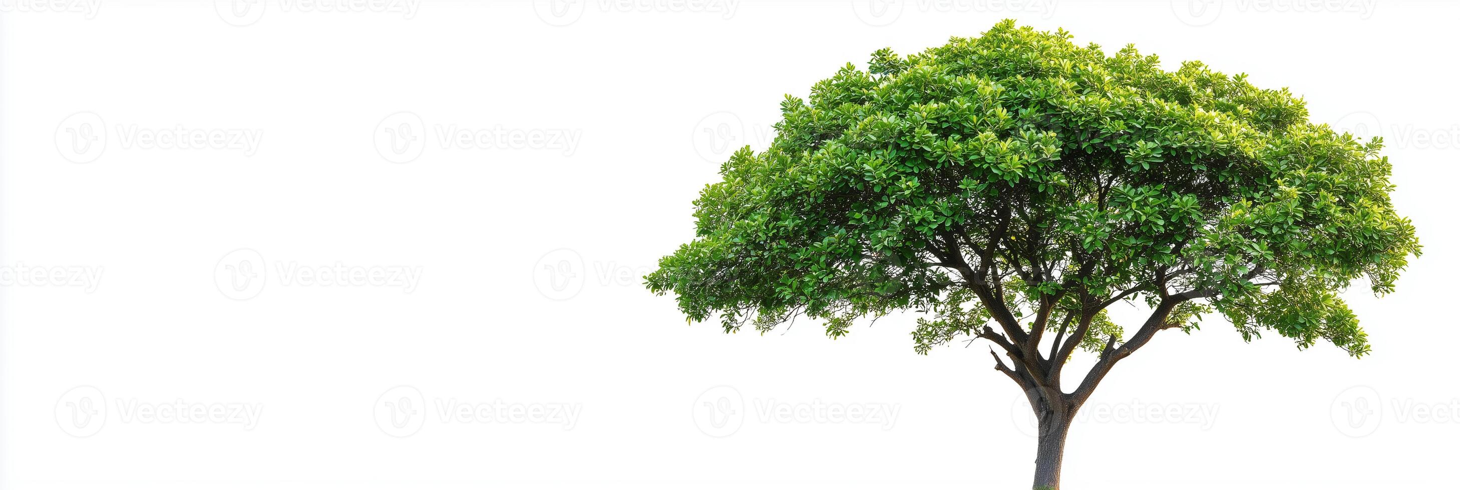Fringe Tree with copy space, photorealistic Fringe Tree plant, isolated on white photo