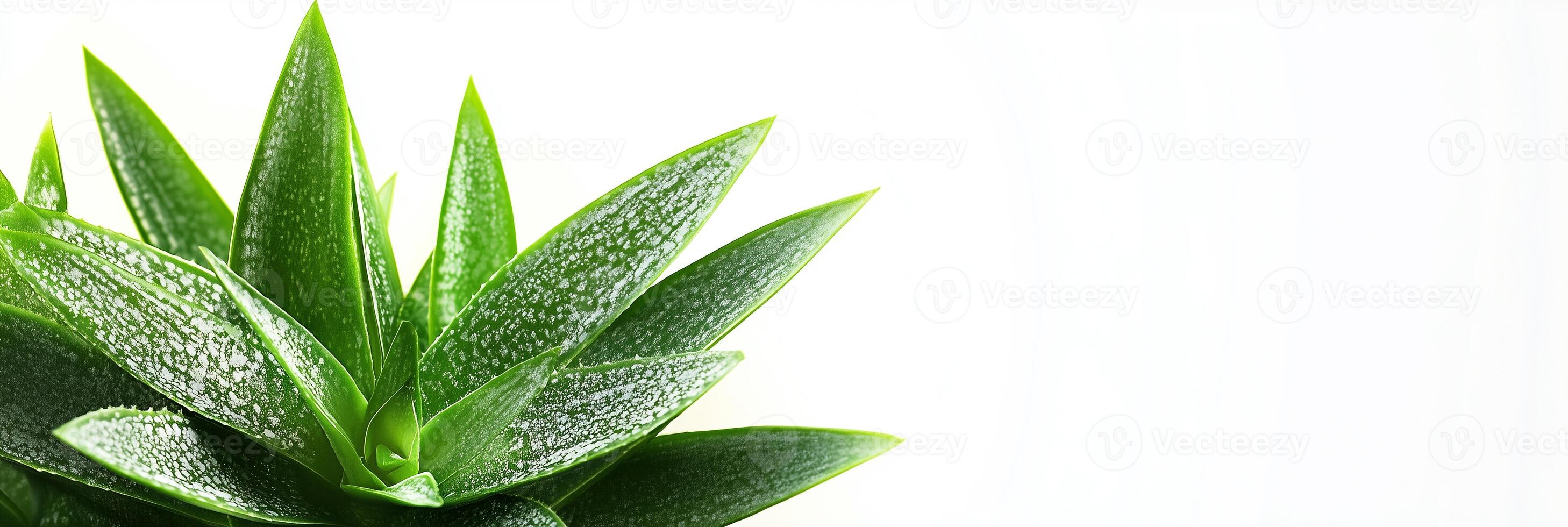 Photorealistic Gasteria, copy space plant, isolated on white Gasteria photo