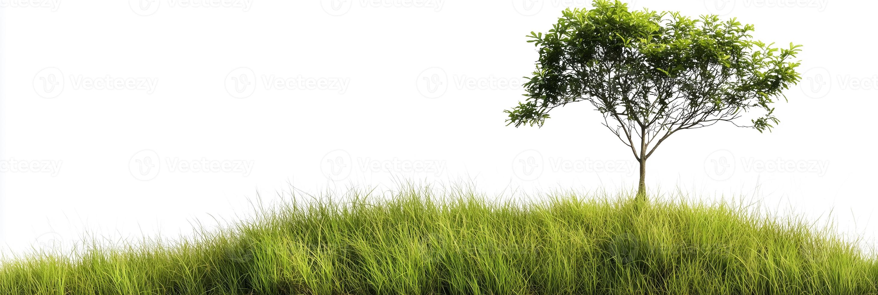 Photorealistic Grass Tree with copy space, Grass Tree plant setting, isolated on white flower photo