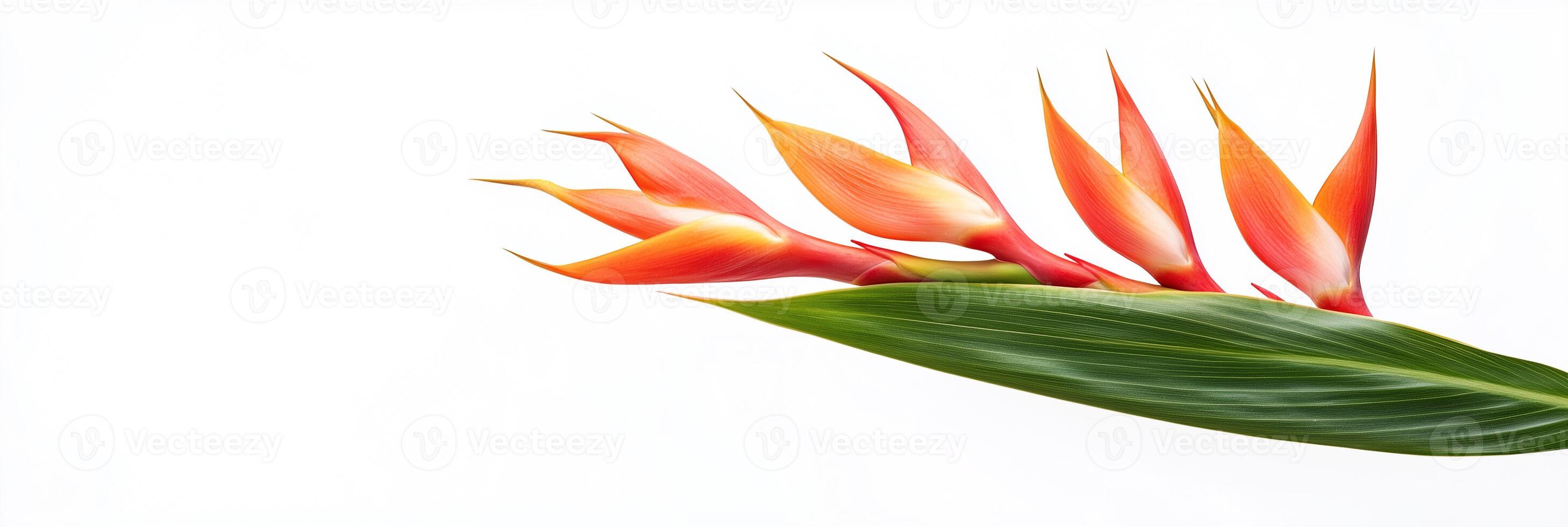 Photorealistic Heliconia, copy space flower, isolated on white Heliconia photo