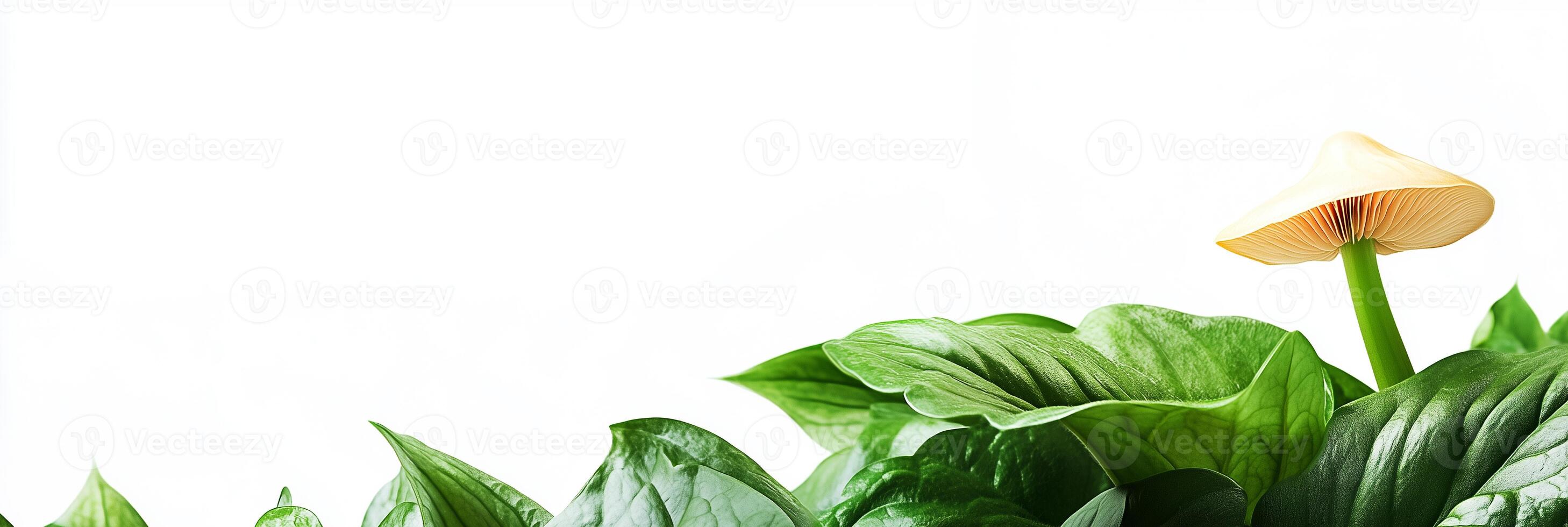 Jackinthepulpit with white space, photorealistic Jackinthepulpit flower, isolated on white Jackinthepulpit photo