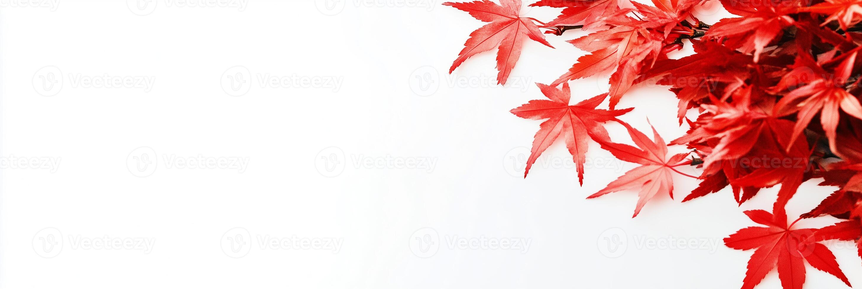 Photorealistic Japanese Maple, copy space plant, isolated on white Japanese Maple photo