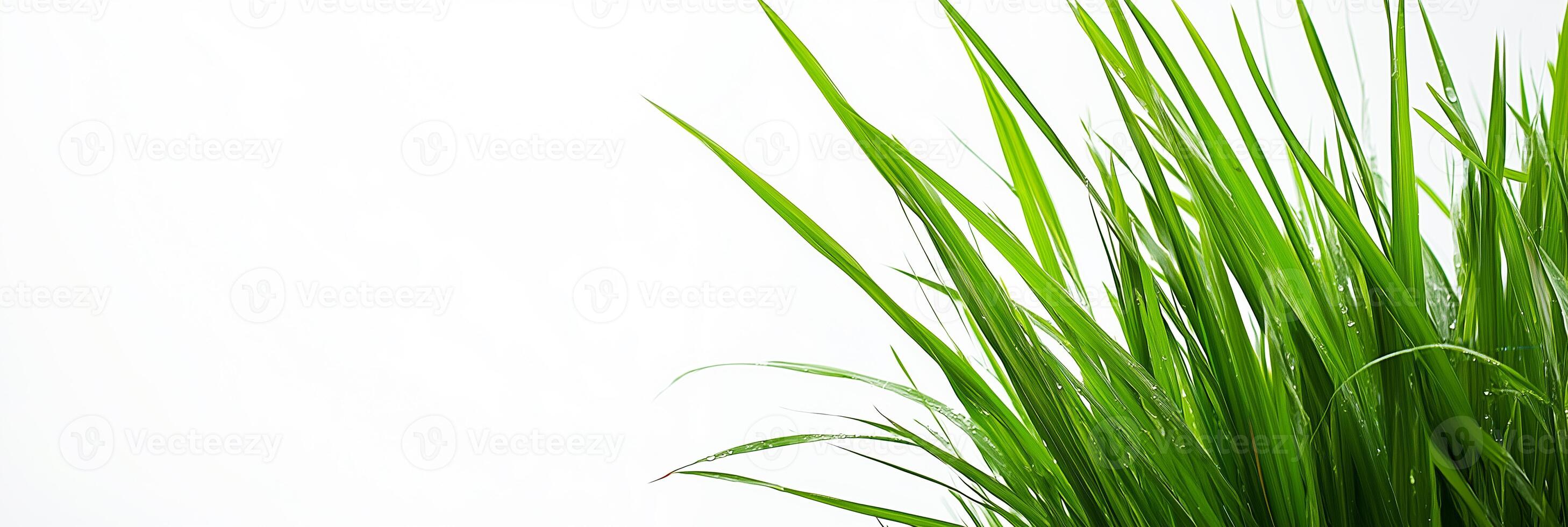 Photorealistic Lemon Grass with copy space, Lemon Grass plant setting, isolated on white plant photo