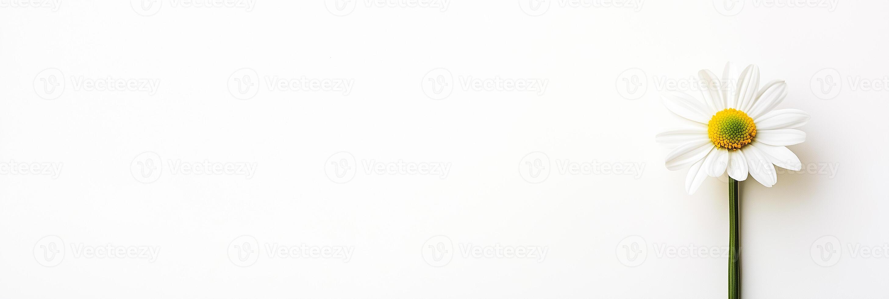 Leucanthemum with copy space, photorealistic Leucanthemum flower, isolated on white photo