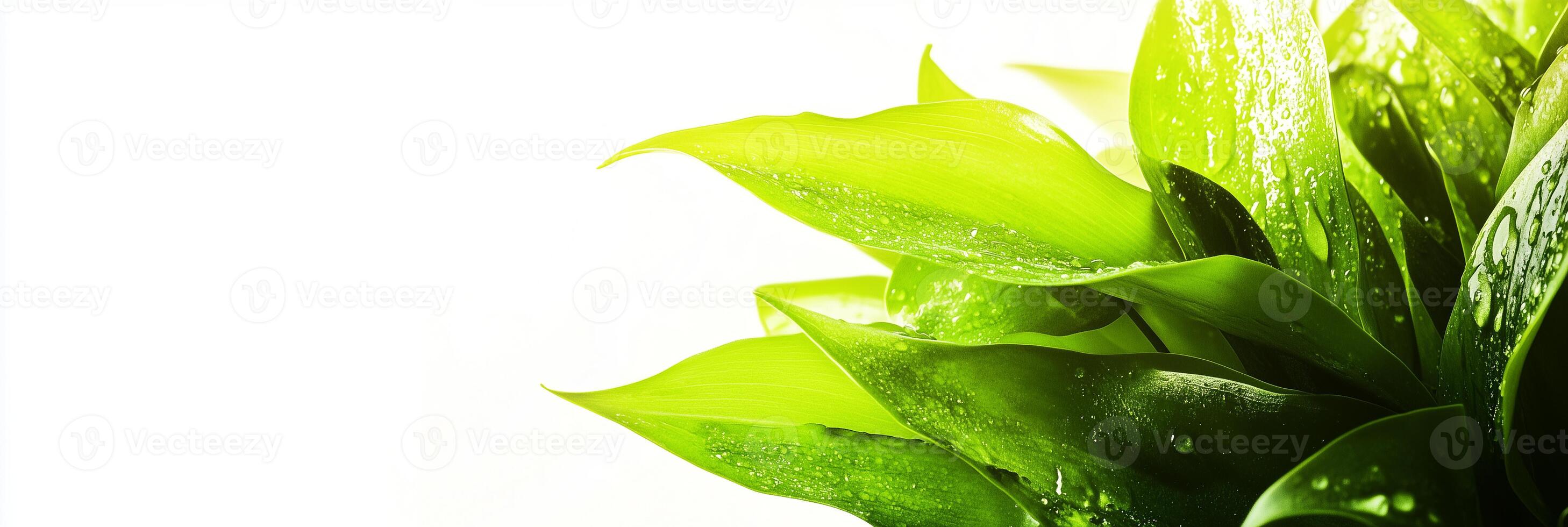 Photorealistic Lily of the Valley with copy space, Lily of the Valley flower setting, isolated on white plant photo