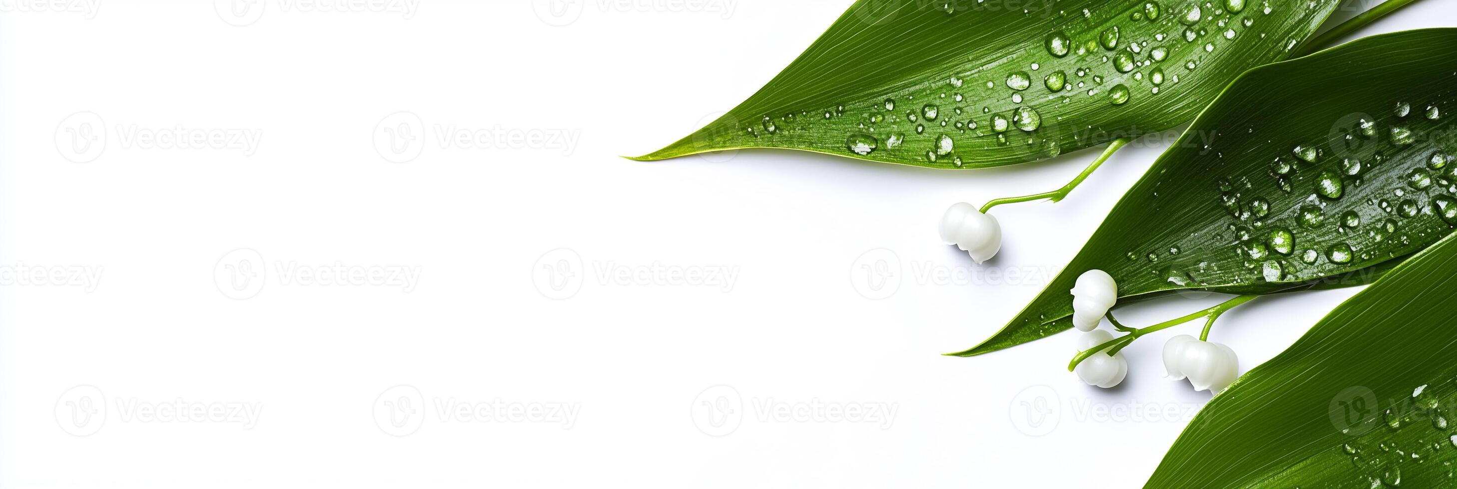 Lily of the Valley with white space, photorealistic Lily of the Valley flower, isolated on white Lily of the Valley photo