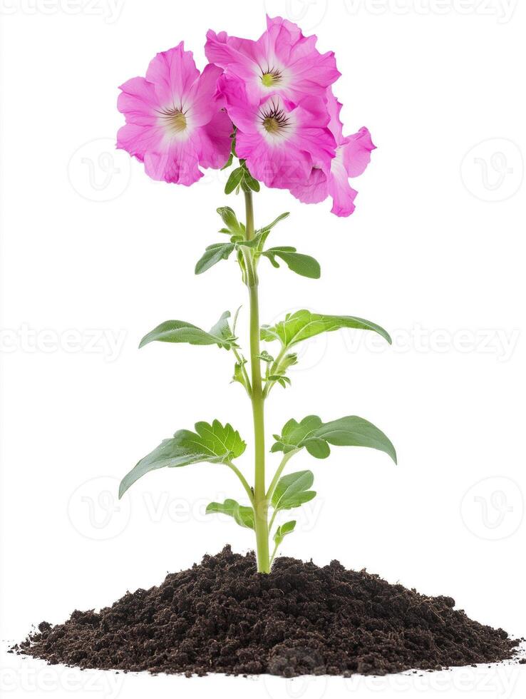 A pink flower growing from a mound of dirt photo