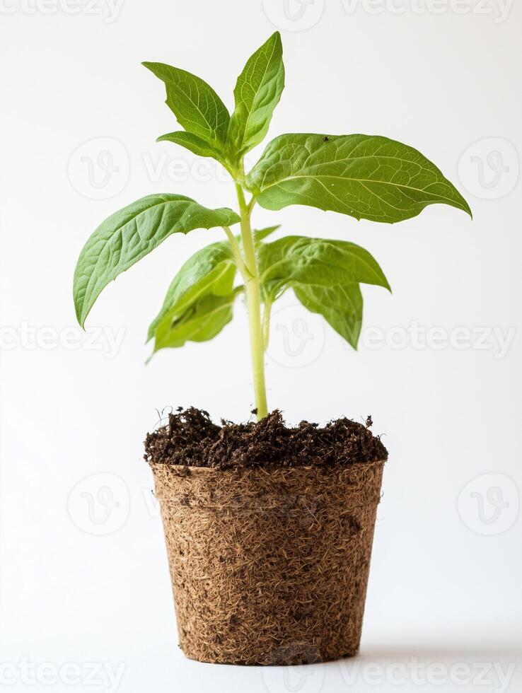 Marshmallow Plant above soil, photorealistic Marshmallow Plant plant with soil, isolated on white photo