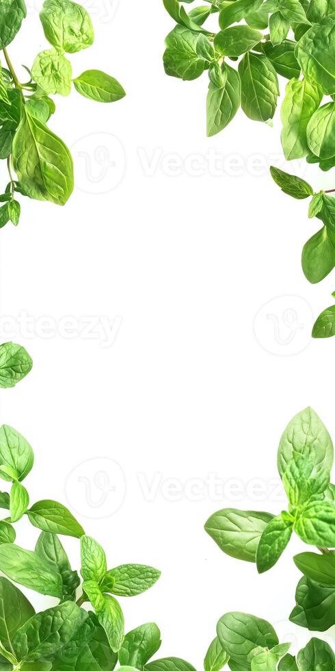 Green basil leaves on white background photo