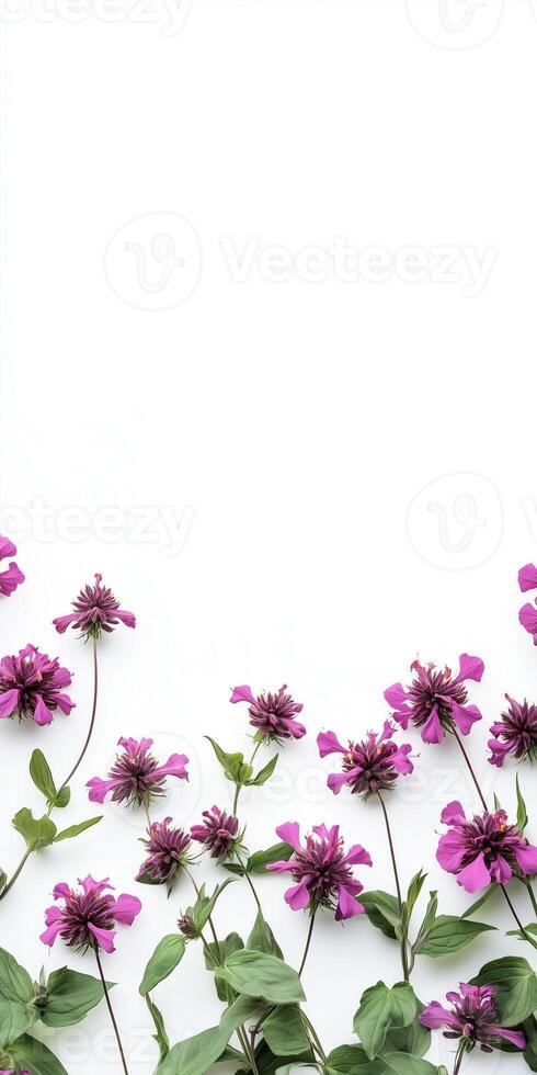 Purple flowers on a white background photo