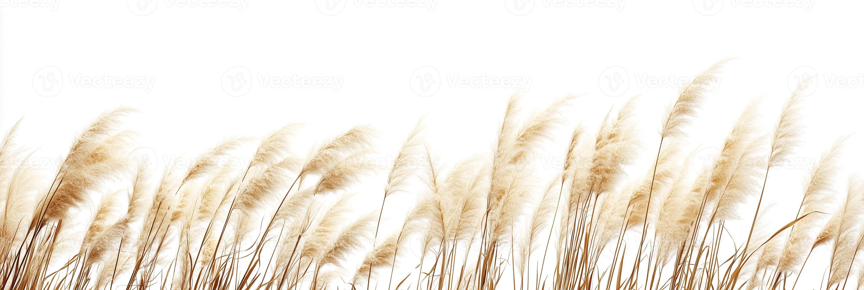 Miscanthus with white space, photorealistic Miscanthus plant, isolated on white Miscanthus photo