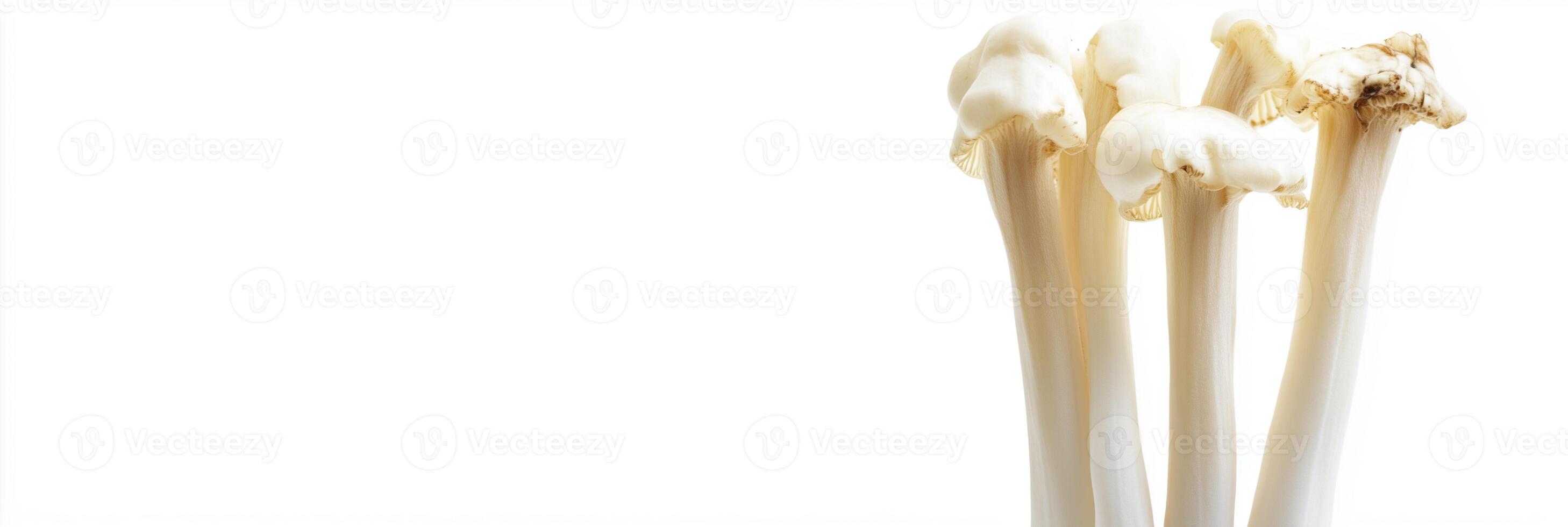 Monotropa uniflora with copy space, photorealistic Monotropa uniflora plant, isolated on white photo