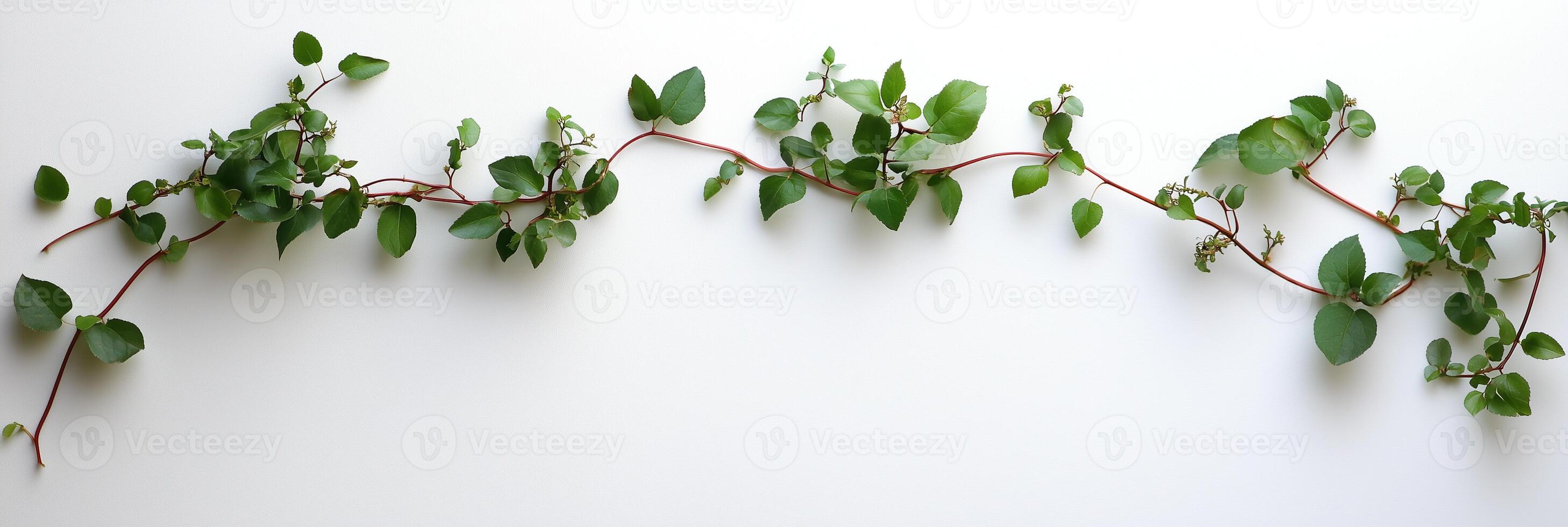 Moonseed Vine with white space, photorealistic Moonseed Vine plant, isolated on white Moonseed Vine photo